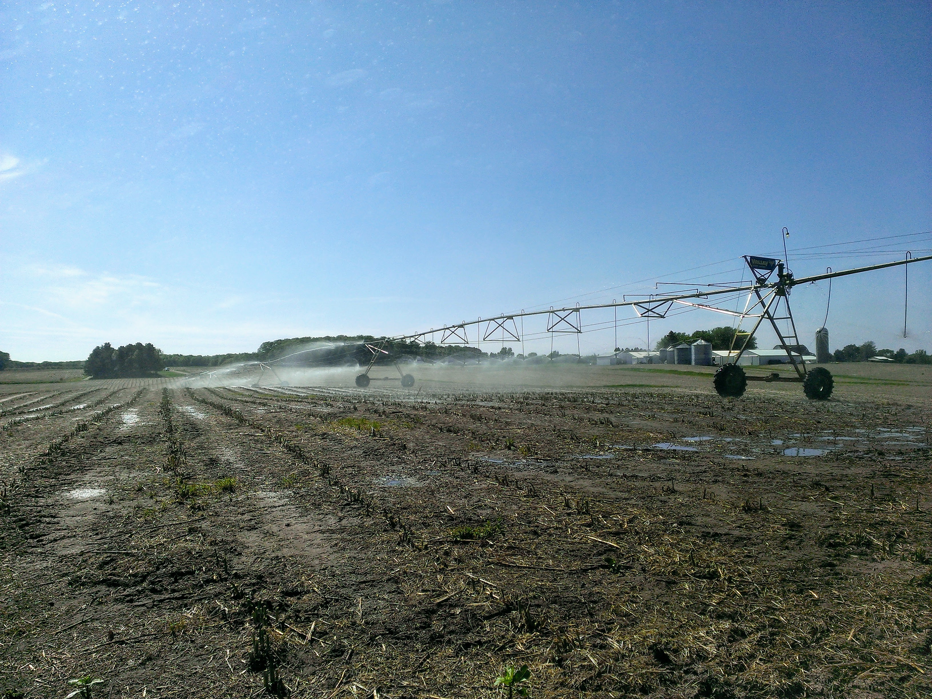 asparagus irrigation
